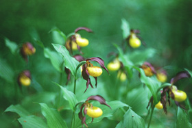 Lepi čeveljc (Cypripedium calceolus)